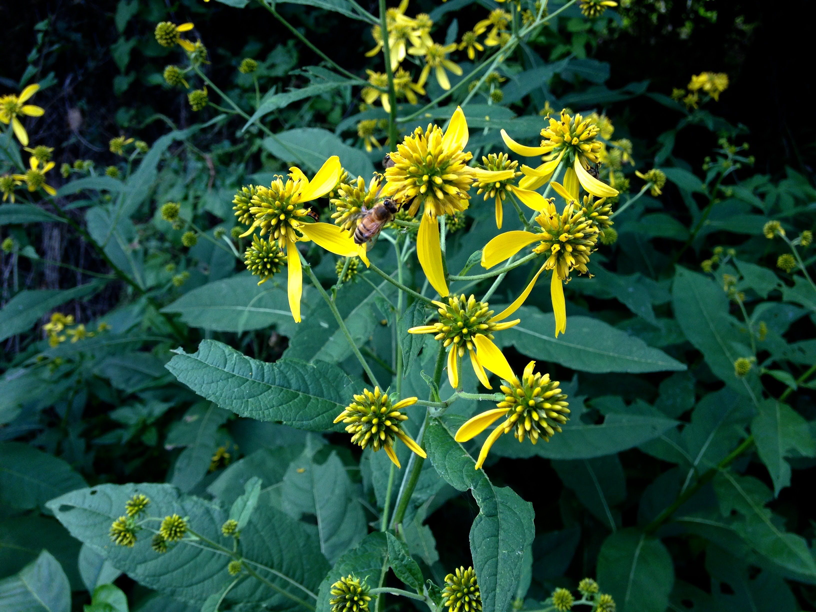 bee on yellow flower