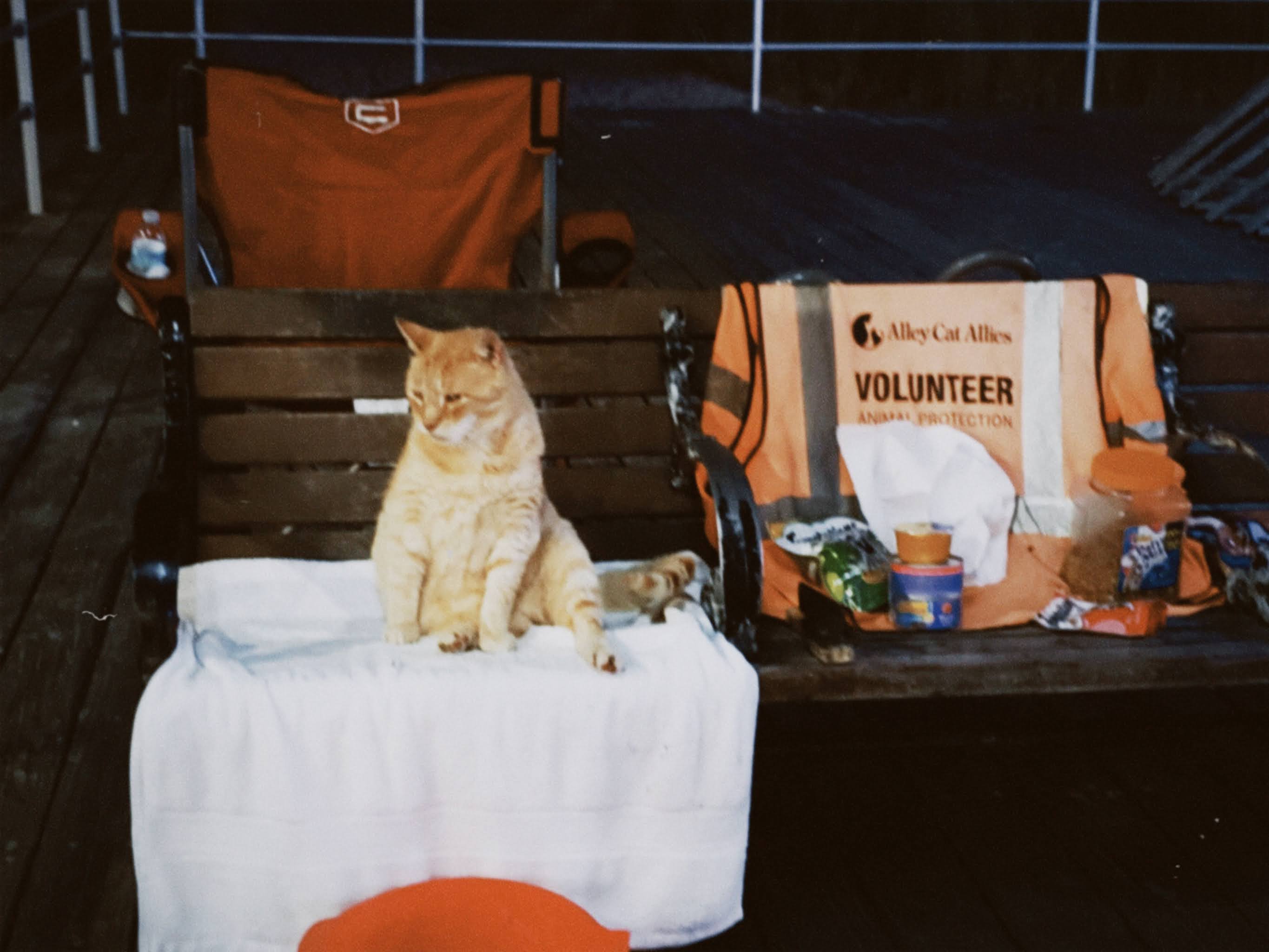 cat on the bench