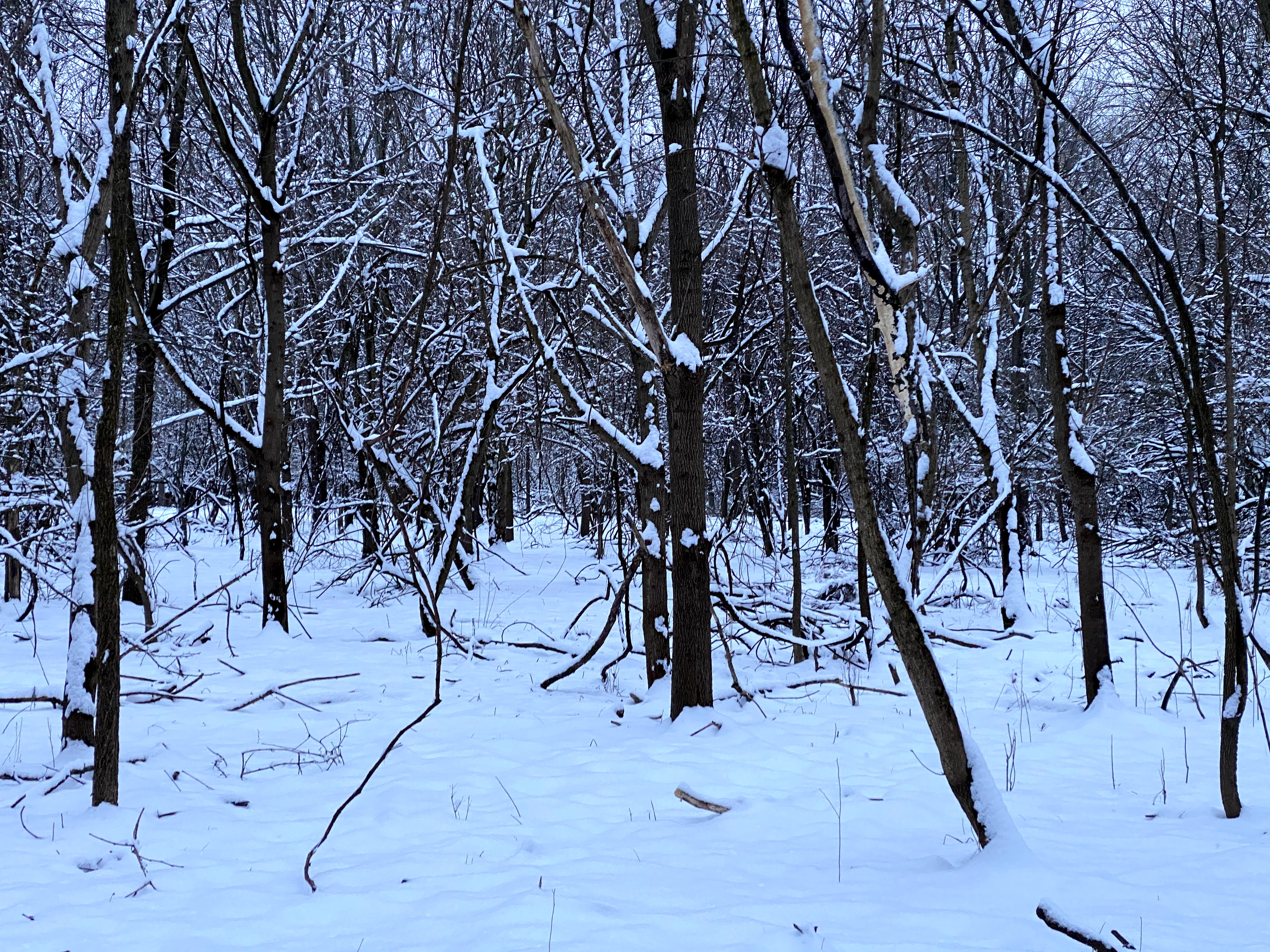 snowy woods