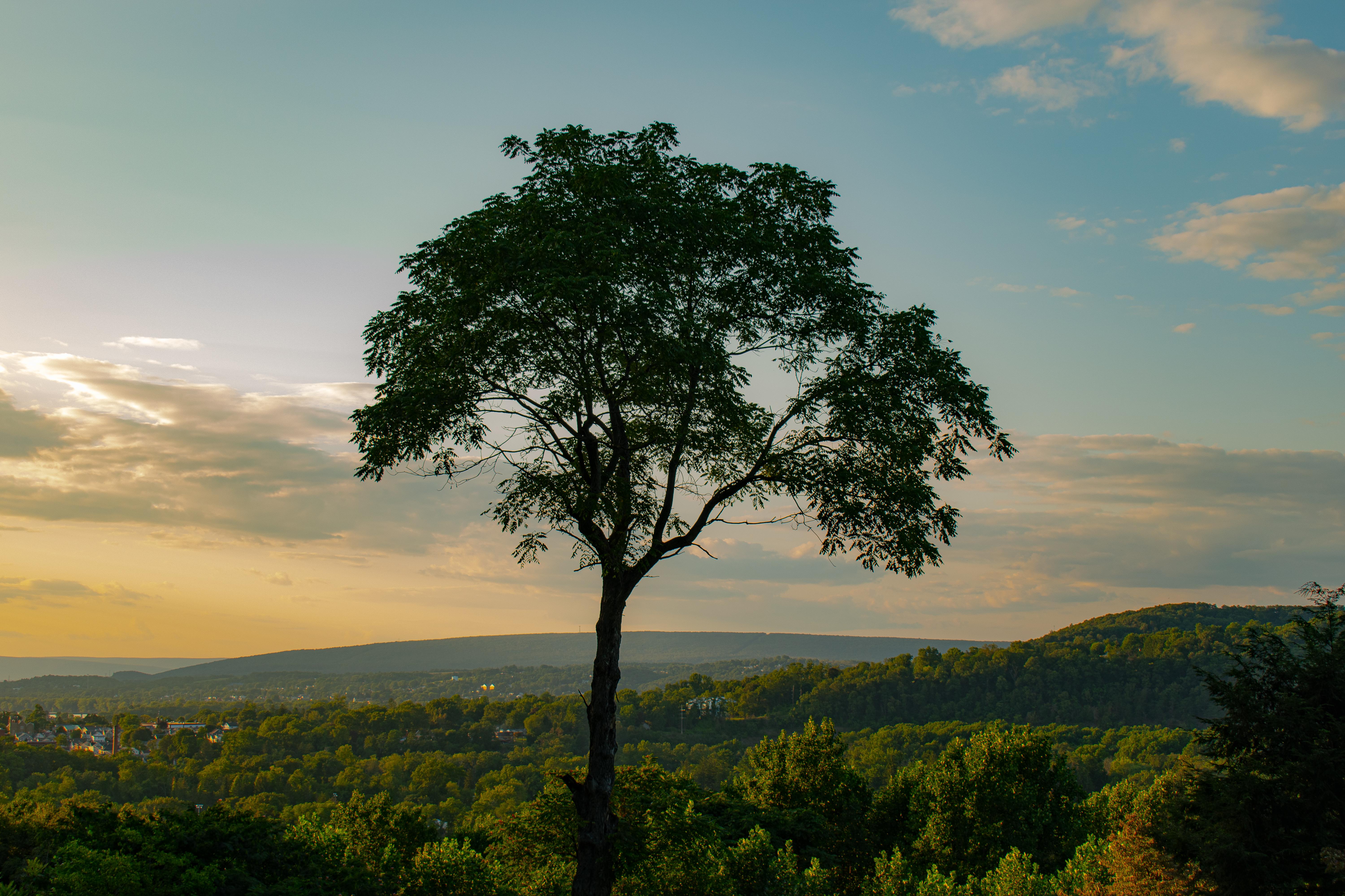 sunbury tree